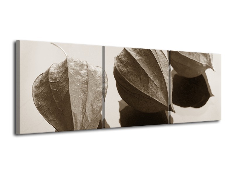 Canvas Schilderij Bloem | Sepia | 120x40cm 3Luik