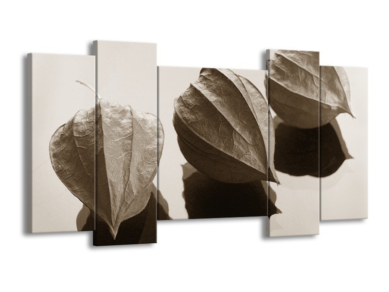 Glasschilderij Bloem | Sepia | 120x65cm 5Luik