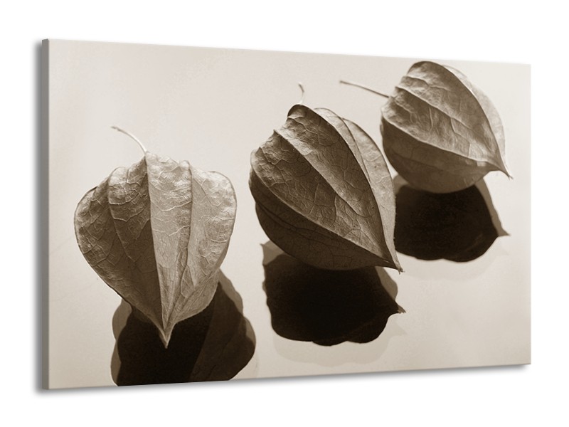 Glasschilderij Bloem | Sepia | 140x90cm 1Luik