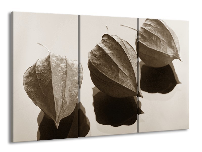 Glasschilderij Bloem | Sepia | 165x100cm 3Luik