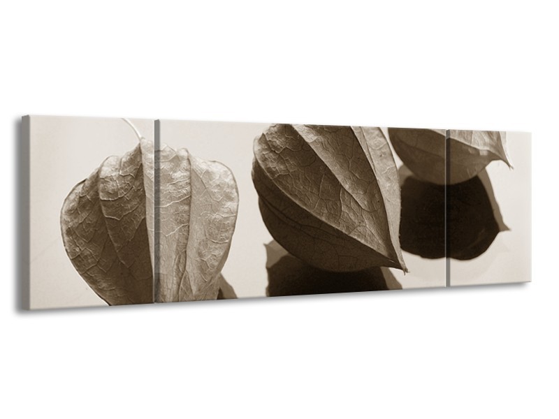 Canvas Schilderij Bloem | Sepia | 170x50cm 3Luik