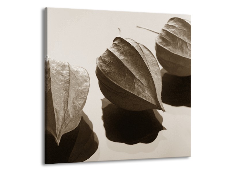 Glasschilderij Bloem | Sepia | 50x50cm 1Luik