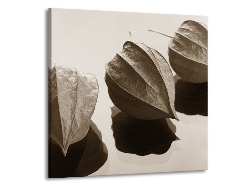 Canvas Schilderij Bloem | Sepia | 70x70cm 1Luik