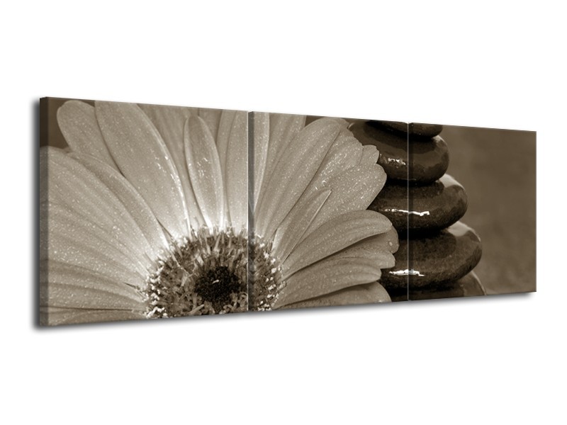 Glasschilderij Bloem, Stenen | Sepia | 120x40cm 3Luik