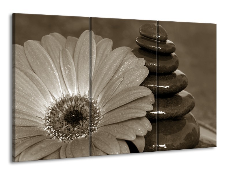 Glasschilderij Bloem, Stenen | Sepia | 165x100cm 3Luik