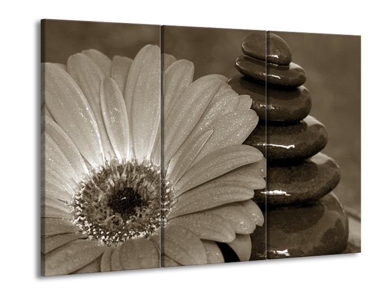 Canvas Schilderij Bloem, Stenen | Sepia | 60x90cm 3Luik