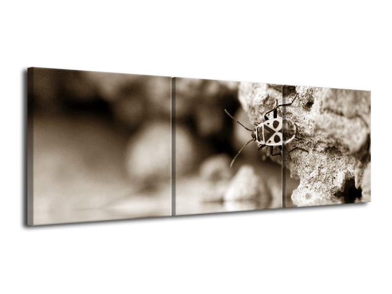 Glasschilderij Insect | Sepia | 120x40cm 3Luik