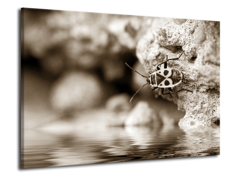 Glasschilderij Insect | Sepia | 70x50cm 1Luik