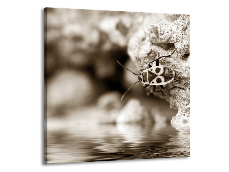 Glasschilderij Insect | Sepia | 70x70cm 1Luik