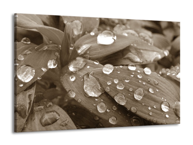 Canvas Schilderij Bloem, Druppel | Sepia | 140x90cm 1Luik