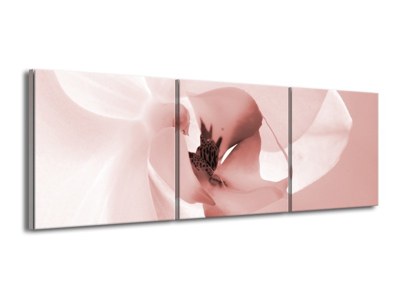 Glasschilderij Bloem | Rood, Crème | 150x50cm 3Luik