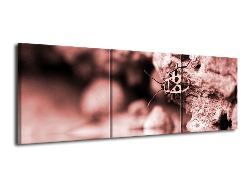 Canvas Schilderij Insect | Rood, Bruin | 120x40cm 3Luik