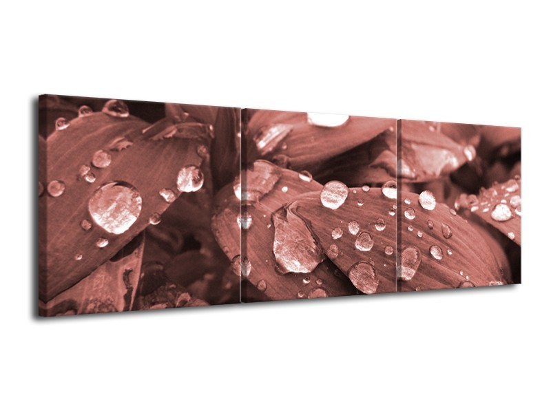 Glasschilderij Bloem, Druppel | Rood, Bruin | 120x40cm 3Luik