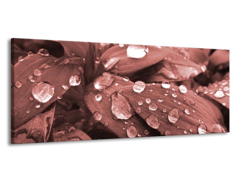 Canvas Schilderij Bloem, Druppel | Rood, Bruin | 145x58cm 1Luik