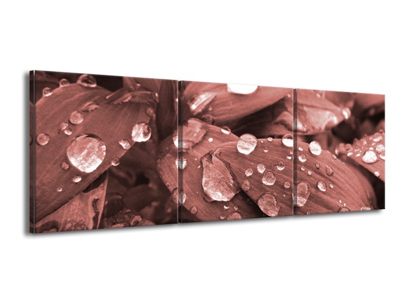 Glasschilderij Bloem, Druppel | Rood, Bruin | 150x50cm 3Luik