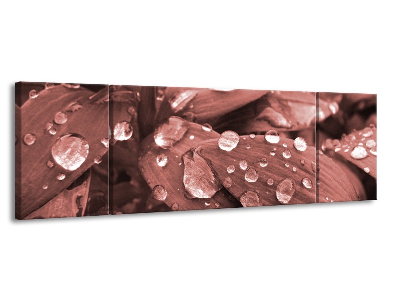 Glasschilderij Bloem, Druppel | Rood, Bruin | 170x50cm 3Luik