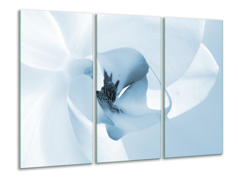 Glasschilderij Bloem | Blauw, Wit | 120x80cm 3Luik