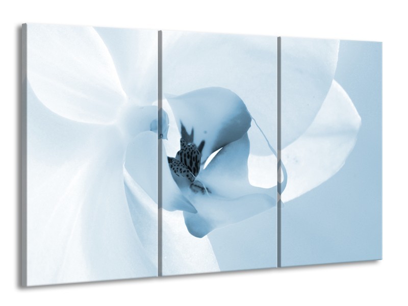 Canvas Schilderij Bloem | Blauw, Wit | 165x100cm 3Luik