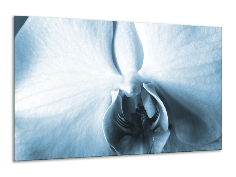 Glasschilderij Bloem | Blauw, Wit | 120x70cm 1Luik