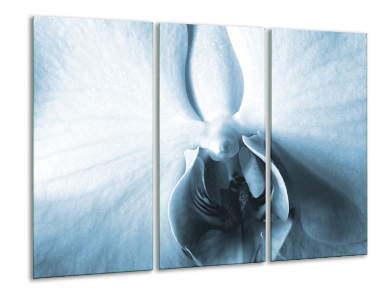 Canvas Schilderij Bloem | Blauw, Wit | 120x80cm 3Luik