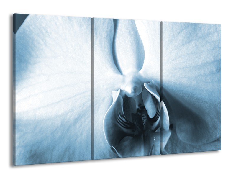 Canvas Schilderij Bloem | Blauw, Wit | 165x100cm 3Luik