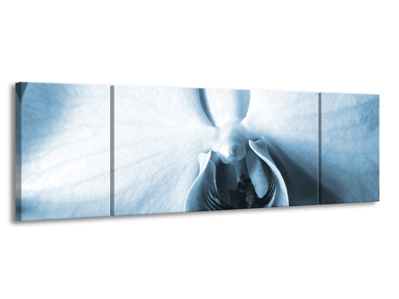 Glasschilderij Bloem | Blauw, Wit | 170x50cm 3Luik