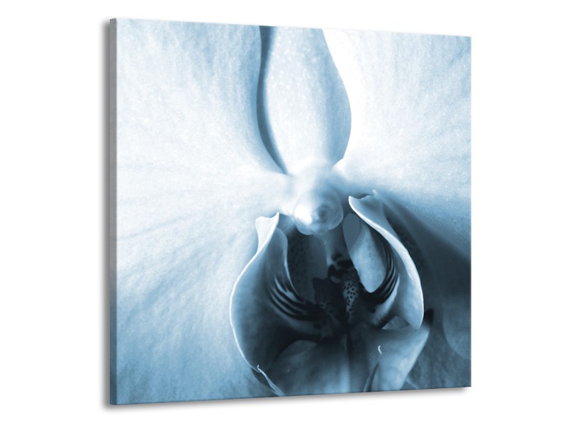 Canvas Schilderij Bloem | Blauw, Wit | 70x70cm 1Luik