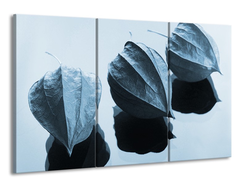 Glasschilderij Bloem | Blauw, Wit | 165x100cm 3Luik