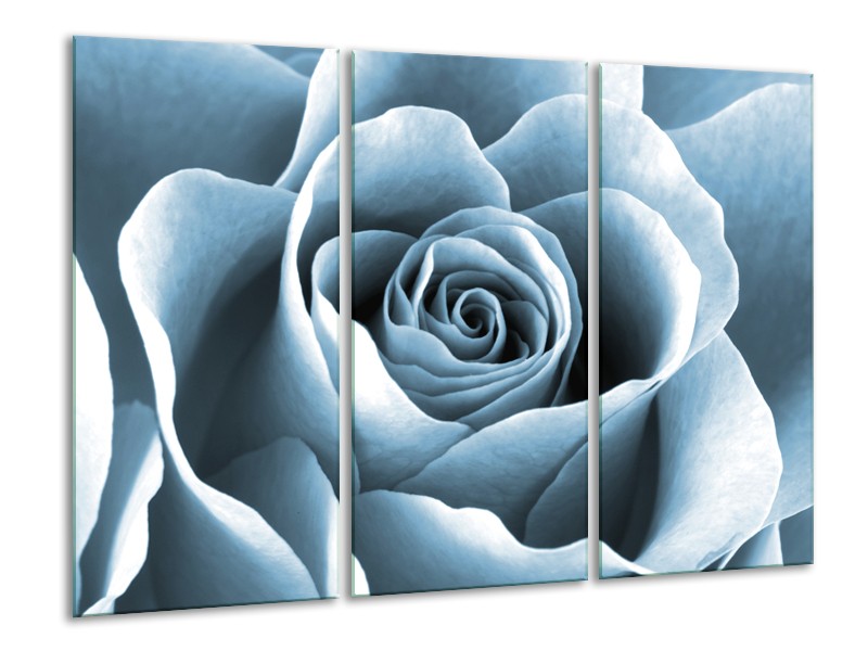 Glasschilderij Roos, Bloem | Blauw, Grijs | 120x80cm 3Luik