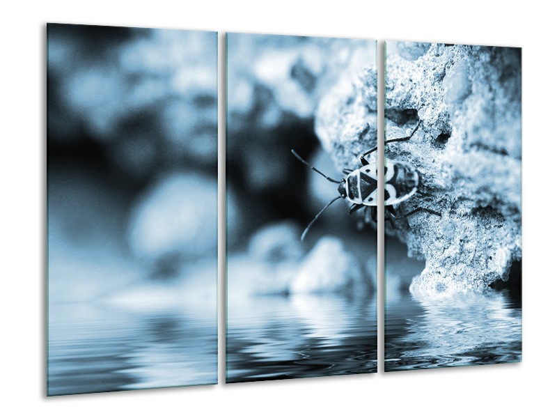 Glasschilderij Insect | Blauw, Grijs | 120x80cm 3Luik