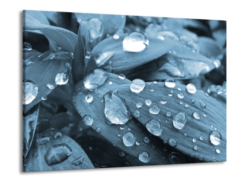 Canvas Schilderij Bloem, Druppel | Blauw, Grijs | 100x70cm 1Luik