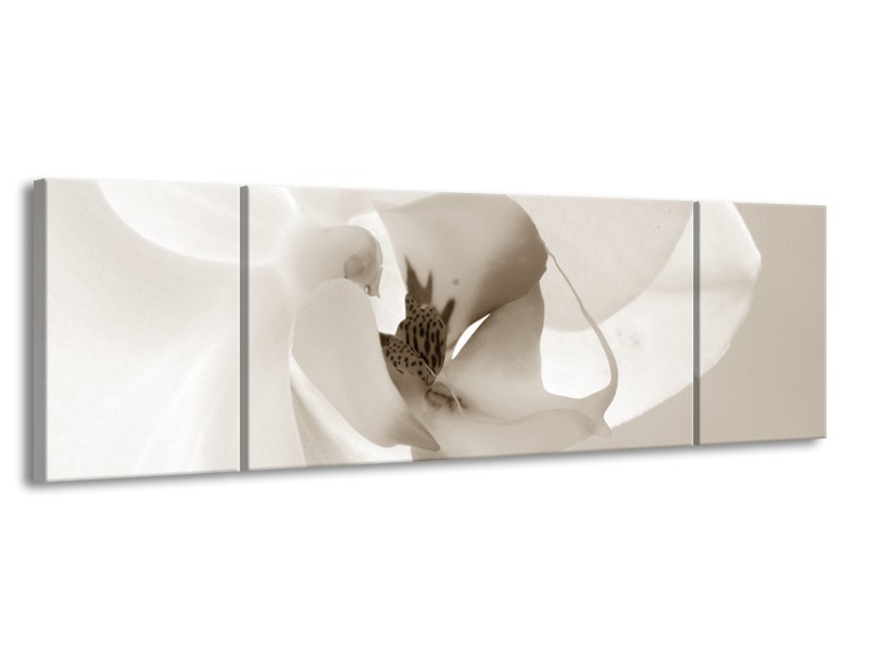 Glasschilderij Bloem | Sepia | 170x50cm 3Luik