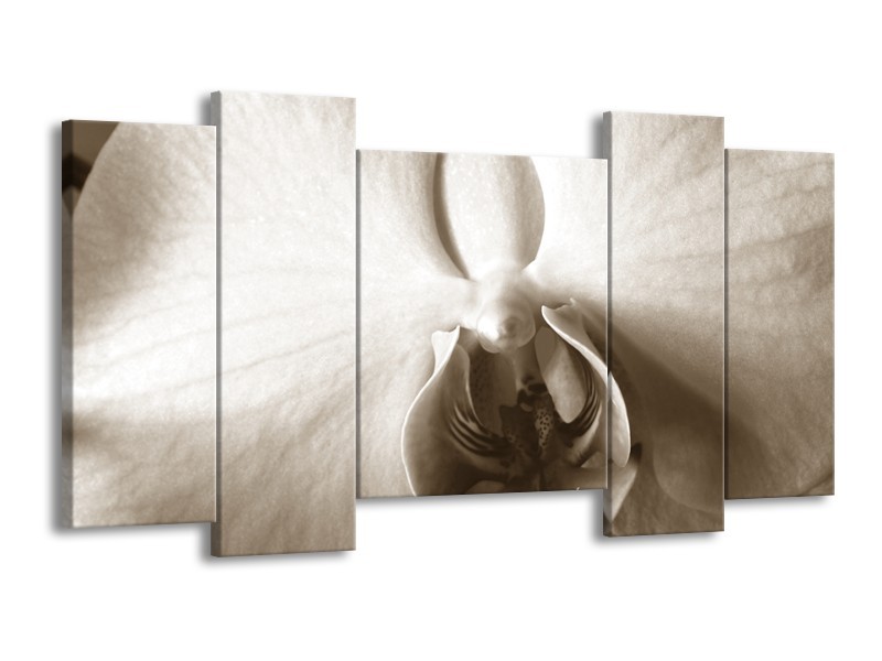 Glasschilderij Bloem | Sepia | 120x65cm 5Luik