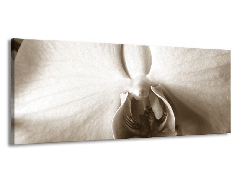 Glasschilderij Bloem | Sepia | 145x58cm 1Luik