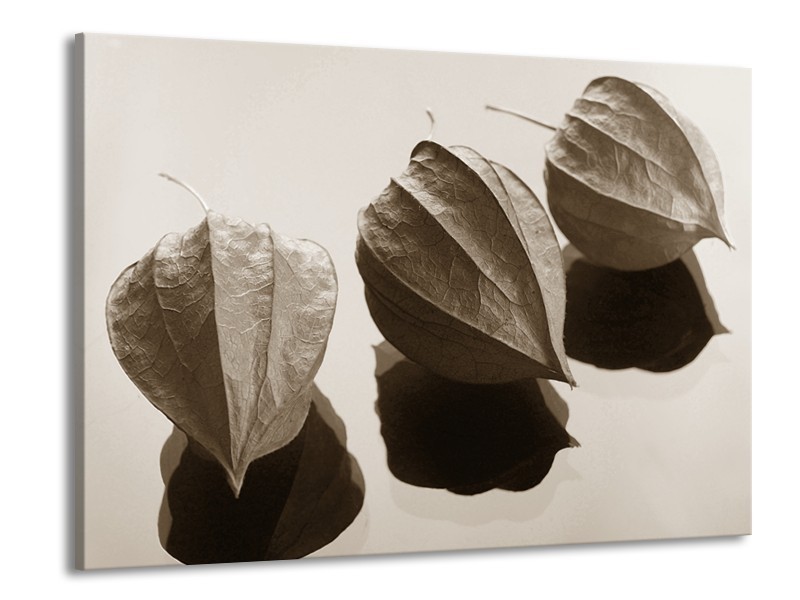 Glasschilderij Bloem | Sepia | 100x70cm 1Luik