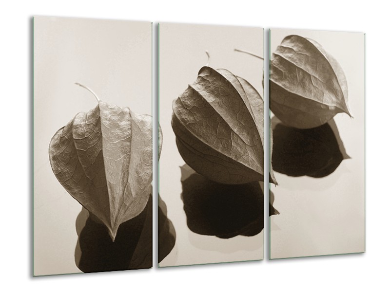 Glasschilderij Bloem | Sepia | 120x80cm 3Luik