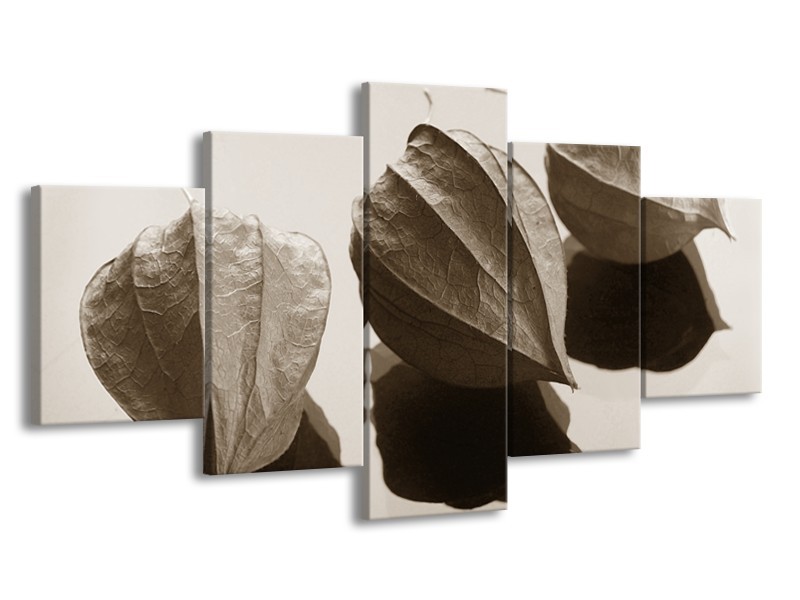 Glasschilderij Bloem | Sepia | 150x80cm 5Luik