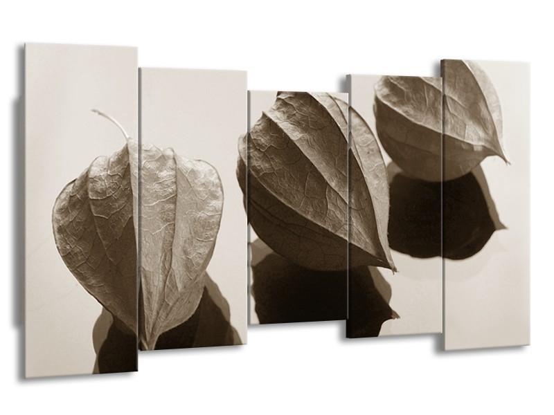 Glasschilderij Bloem | Sepia | 150x80cm 5Luik