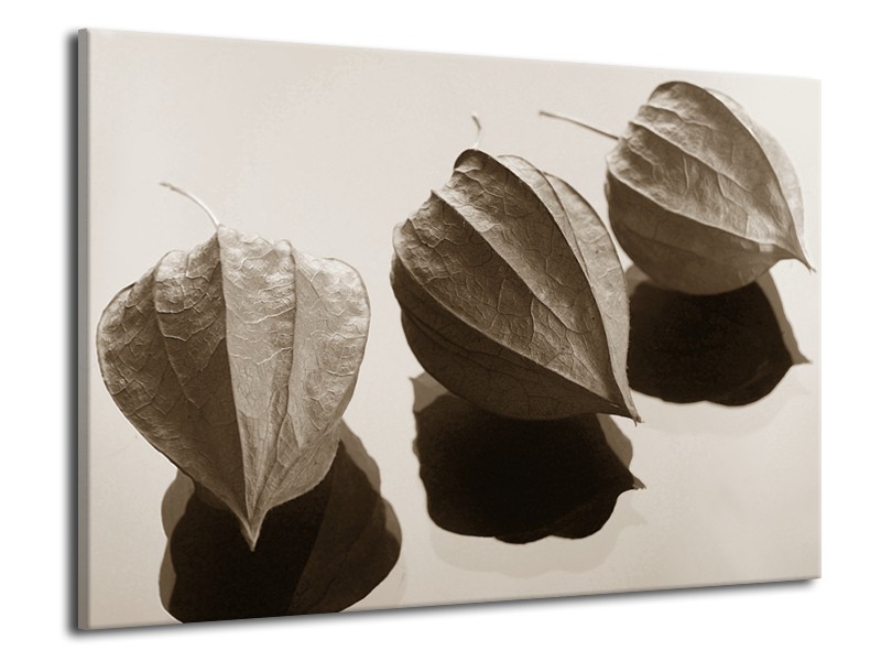 Canvas Schilderij Bloem | Sepia | 70x50cm 1Luik