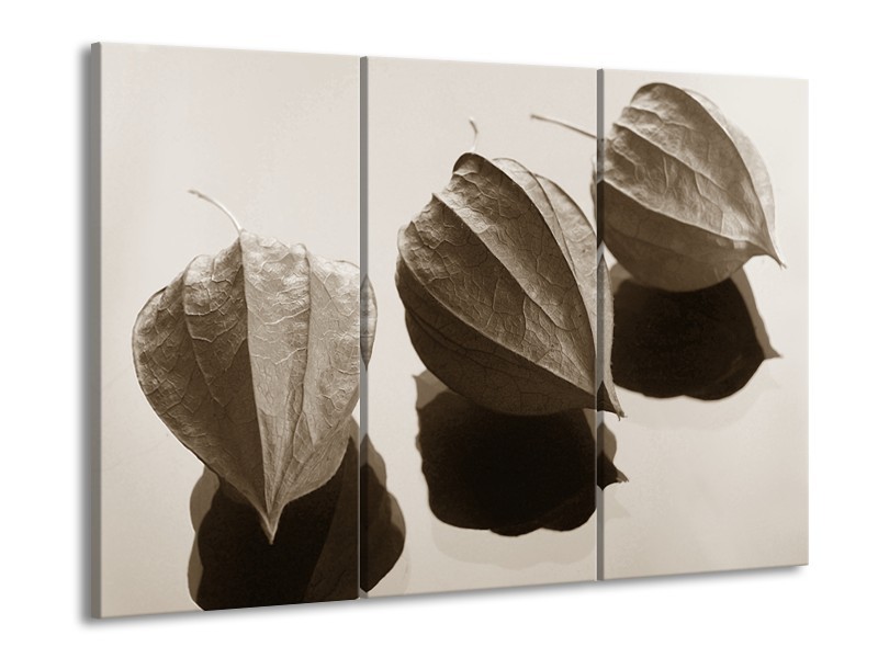 Glasschilderij Bloem | Sepia | 60x90cm 3Luik