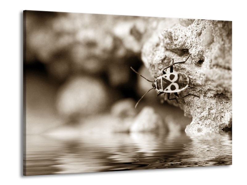 Glasschilderij Insect | Sepia | 100x70cm 1Luik