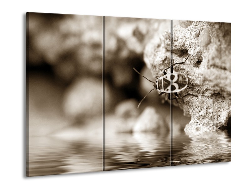 Glasschilderij Insect | Sepia | 60x90cm 3Luik