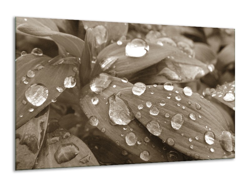 Glasschilderij Bloem, Druppel | Sepia | 120x70cm 1Luik