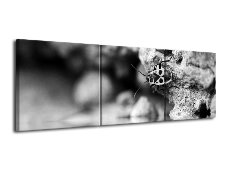 Canvas Schilderij Insect | Grijs, Zwart | 120x40cm 3Luik