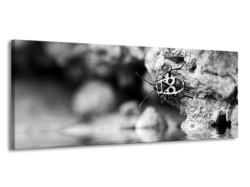 Canvas Schilderij Insect | Grijs, Zwart | 145x58cm 1Luik