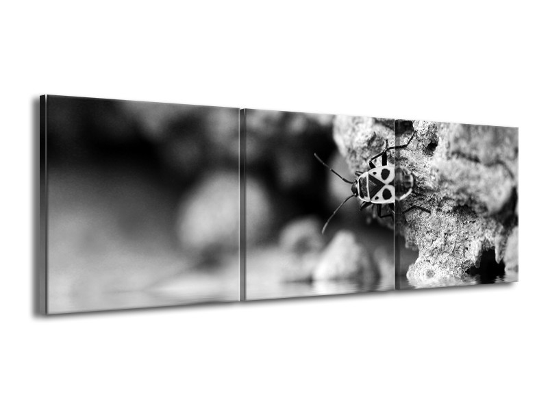 Canvas Schilderij Insect | Grijs, Zwart | 150x50cm 3Luik