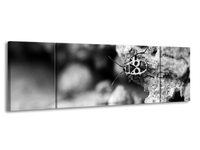 Canvas Schilderij Insect | Grijs, Zwart | 170x50cm 3Luik