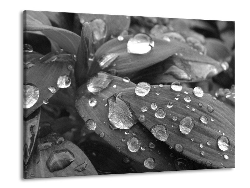 Glasschilderij Bloem, Druppel | Grijs, Zwart | 100x70cm 1Luik