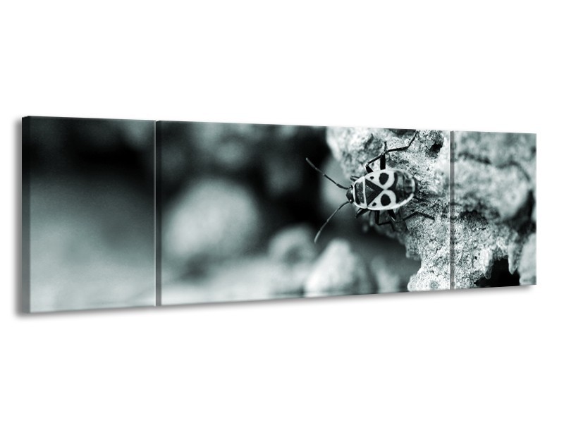 Canvas Schilderij Insect | Grijs, Zwart, Groen | 170x50cm 3Luik