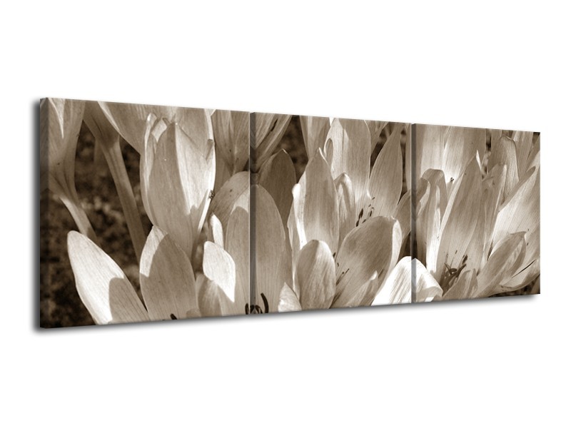 Glasschilderij Bloemen, Krokus | Sepia | 120x40cm 3Luik